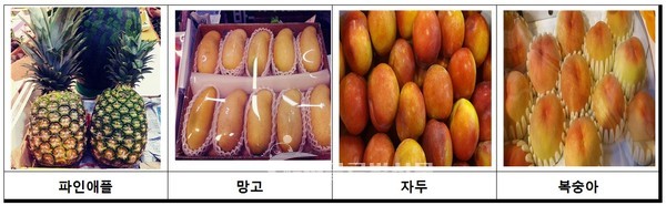 검사 대상 과일류 사진