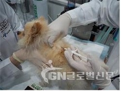내장형 마이크로칩 시술 장면