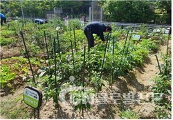 지난해 광장동자투리텃밭 모습