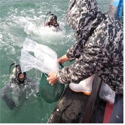 전라북도 군산 해역에 어린 해삼 10만 마리 무상 방류