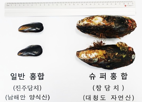 참담치(슈퍼 홍합)