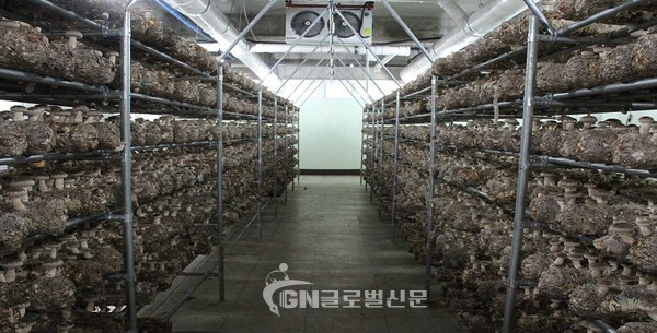 버섯재배시설