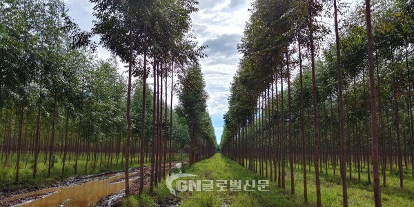 해외조림지