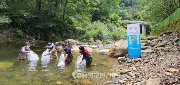 미유기 시험방류(가평 백둔천 상류)
