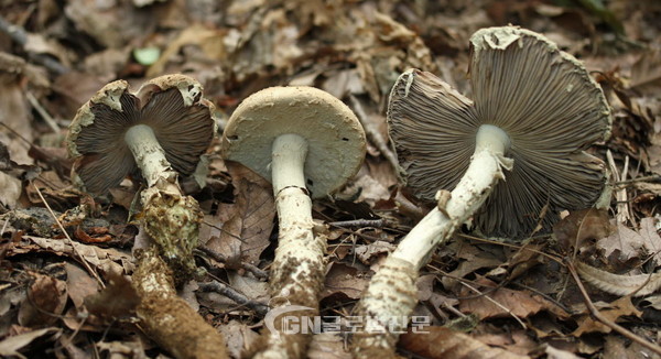 갈색주름광대버섯 외 버섯사진