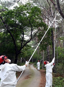 작업자들이 끌개로 매미나방 알집 제거
