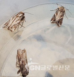 열대거세미나방