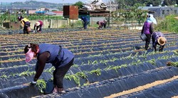 서운면 새마을회 고구마 심기 행사