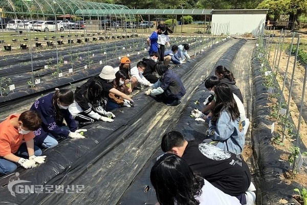 빛깔있는창의적교육과정-1인1토마토심기(일죽초등학교)