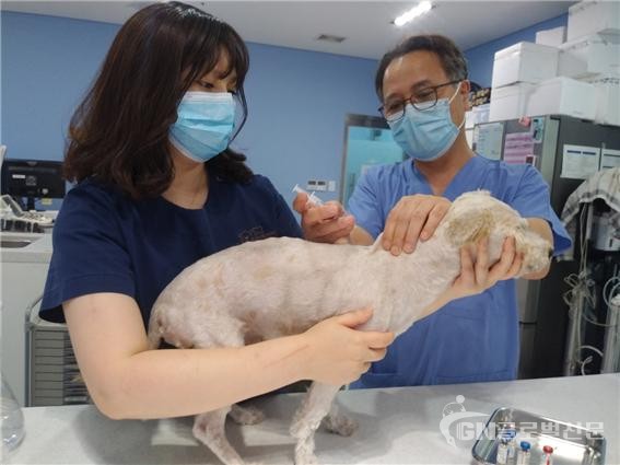 광견병 예방접종 사진