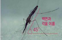 중국얼룩날개모기 암컷 성충 - 출처: 질병관리청 -