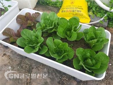 상자텃밭 제품