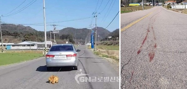 동물권단체 케어 유튜브 영상 캡처