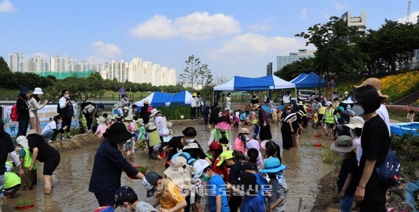 안양천 생태텃논에서 모심기 체험 (사진=금천구청)