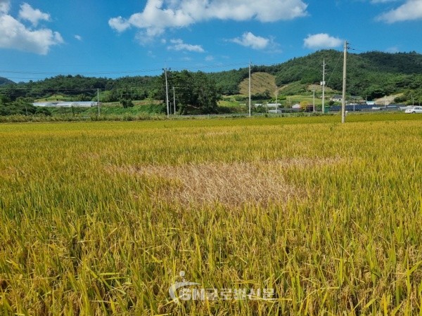 멸구피해 모습