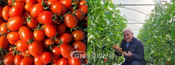 전남 장성군 유기중 씨 농장에서 신품종 토마토 ‘맛나65’를 살펴보는 광주원예농협 정일기 조합장