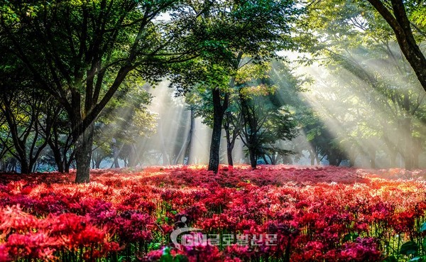 전남 대표축제- 영광불갑산상사화축제