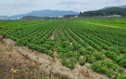 기본형 공익직불금- 논콩 재배