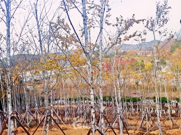 고창 모로비리공원 자작나무숲