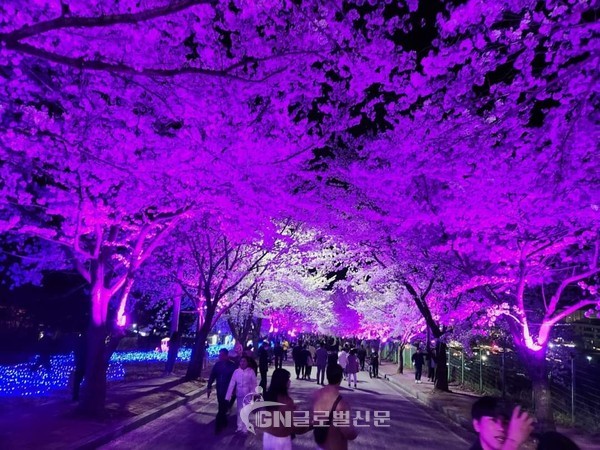 야간 경관조명으로 고창 벚꽃축제를 색다른 분위기를 연출하고 있다.