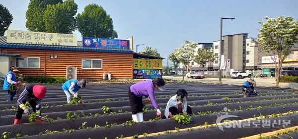 일죽면 바르게살기 고구마 심기행사
