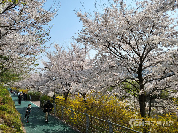 성남시 삼평동 운중천변 벚꽃길(9경)