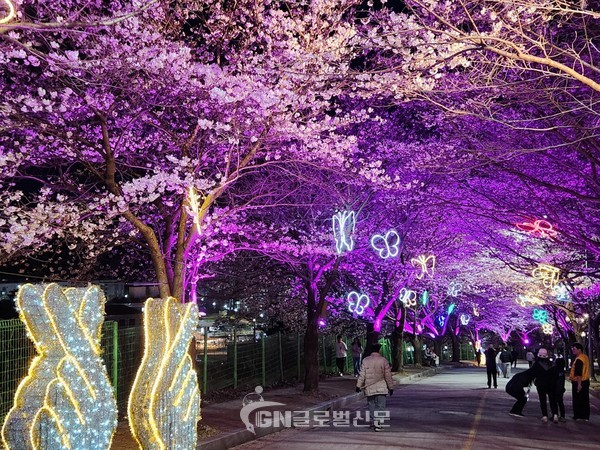 2024고창벚꽃축제야간경관사진