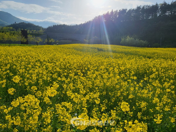 태권도원에 활짝 핀 유채꽃