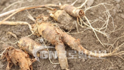 인삼뿌리썩음병