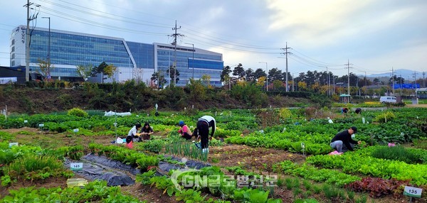 성남시청 건너편에 있는 성남시민농원 내 실버텃밭 가꾸고 있는 시민들