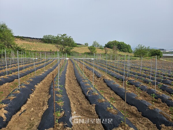 생분해 멀칭 비닐 사용 현장